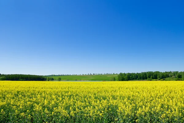 "Canola,rape crop on the background of the blue sky." — Stock Photo, Image