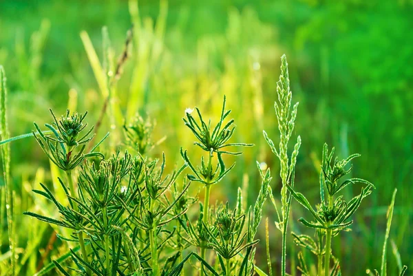 "de ochtenddauw op het gras in het bos." — Stockfoto