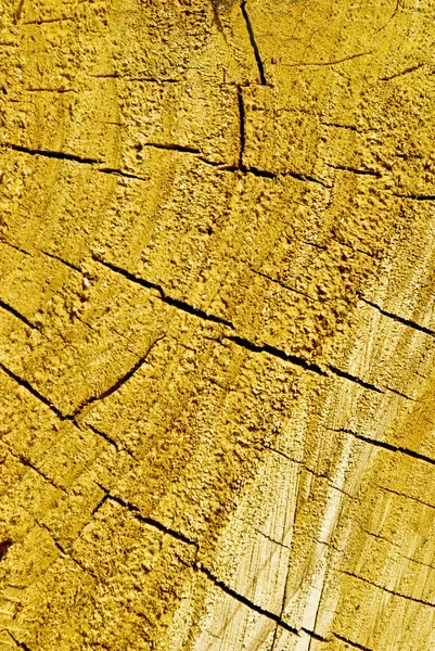 "Texture slice of a coniferous tree,with cracks and resin." — Stock Photo, Image