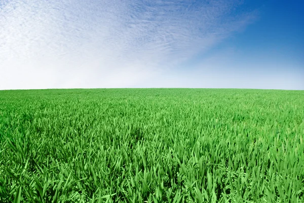 " grüne Wiese auf dem Hintergrund des blauen Himmels." — Stockfoto