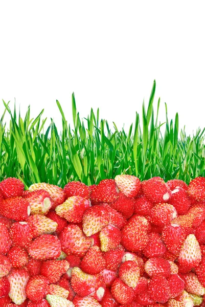 "Wild strawberries and grass isolated on white background." — Stock Photo, Image