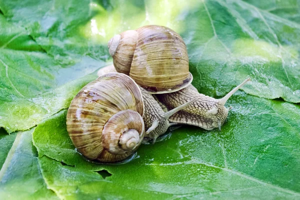 "Two large snails on the background of green leaves." — Stock Photo, Image