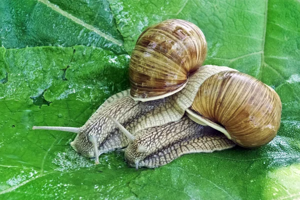 "Juego de apareamiento caracoles en el fondo de hojas verdes ." — Foto de Stock