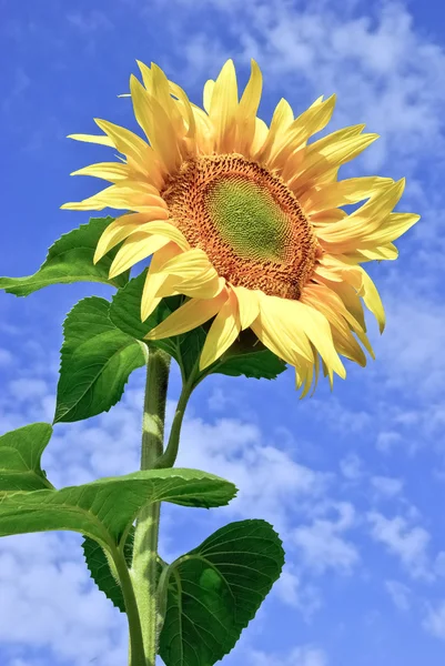 Girasol joven y maduro sobre el fondo del cielo azul — Foto de Stock