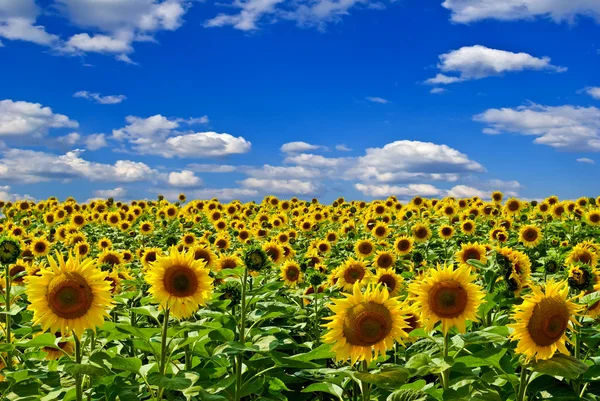 Fält av solrosor, på bakgrund av blå himmel — Stockfoto