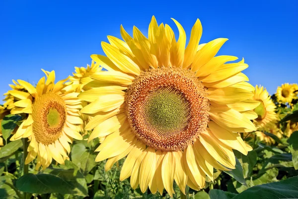 Dojrzałe, młody słoneczniki na tle błękitnego nieba — Zdjęcie stockowe