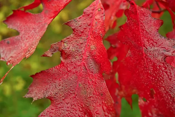 Herbst, rote Eichenblätter in den Regentropfen — Stockfoto
