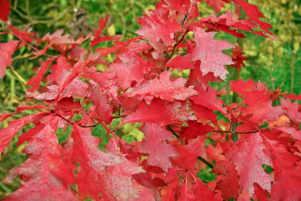 Automne, feuilles de chêne rouge sous la pluie gouttes — Photo