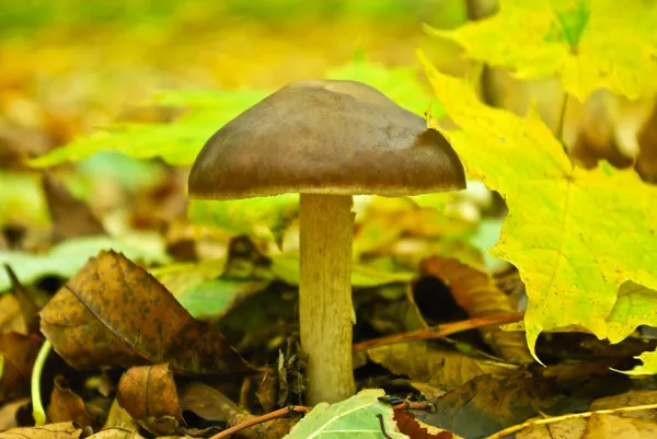 Mushrooms among fallen leaves in the autumn forest — Stock Photo, Image