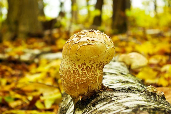 Pilz am Stamm der Birke im Herbstwald — Stockfoto