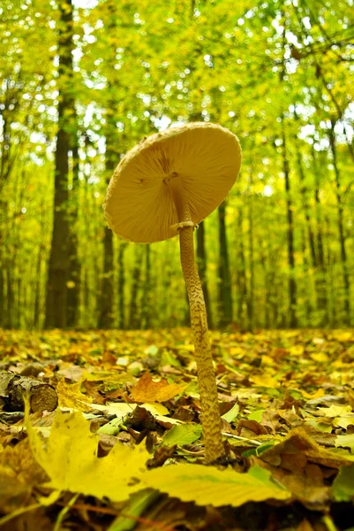 Mushrooms among fallen leaves in the autumn forest — Stock Photo, Image