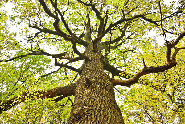 Big old oak tree in the autumn forest