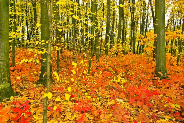 Hojas de roble rojo en los árboles en el bosque de otoño — Foto de Stock