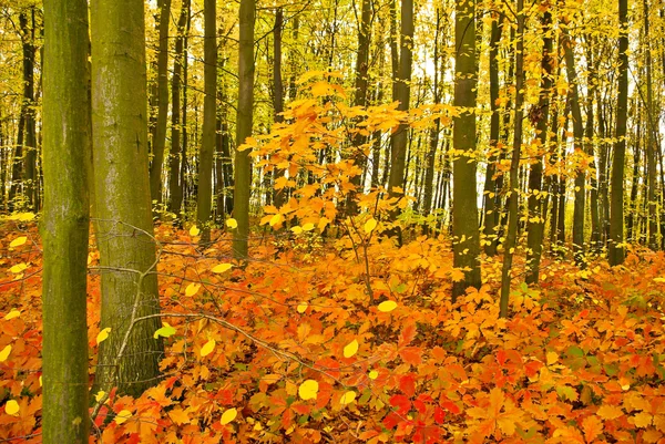 Daun oak merah di pohon-pohon di hutan musim gugur — Stok Foto