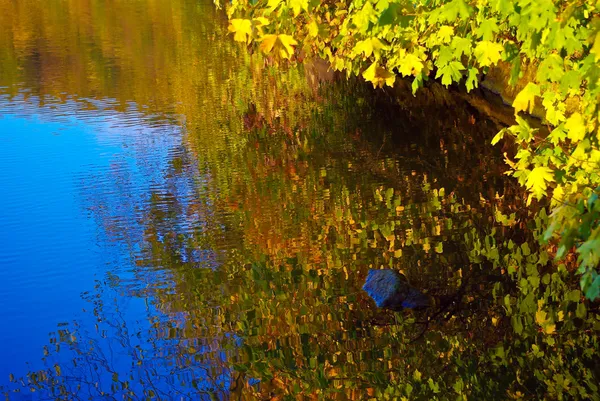 Gula träd i höstlig skog nära en sjö — Stockfoto