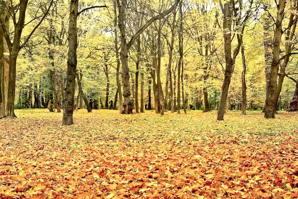 Yellowed leaves on the trees in the autumn forest — Stock Photo, Image