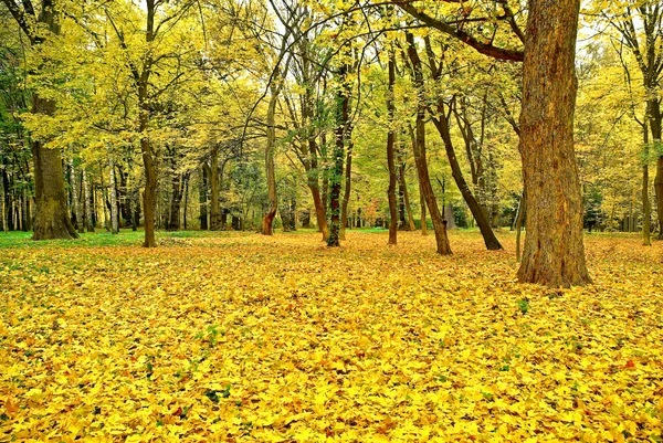 Yellowed leaves on the trees in the autumn forest — Stock Photo, Image