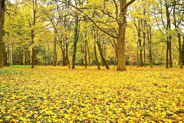 Yellowed leaves on the trees in the autumn forest — Stock Photo, Image