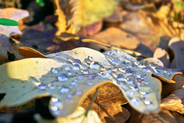 Dry,a fallen oak leaf in the drops of dew — Stock Photo, Image