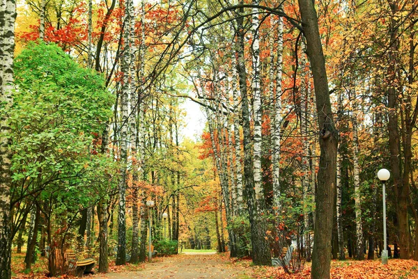 Red,yellow leaves on the trees in autumn Park — Stock Photo, Image