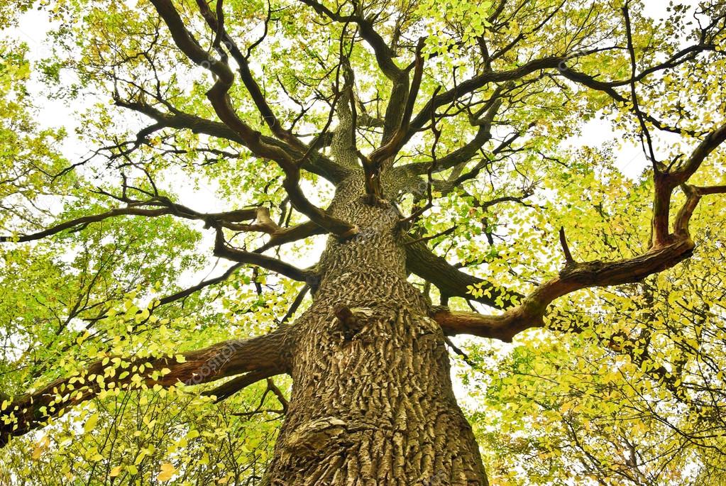 Pictures tiger oak Big old oak tree in the autumn forest — Stock