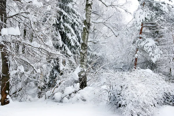 Winterbäume im Wald mit Schnee bedeckt — Stockfoto