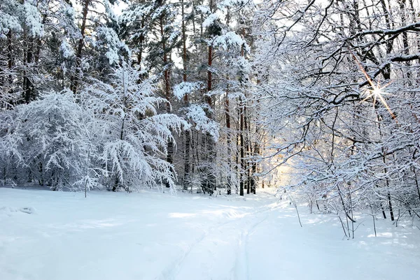 Strada innevata nella foresta invernale — Foto Stock