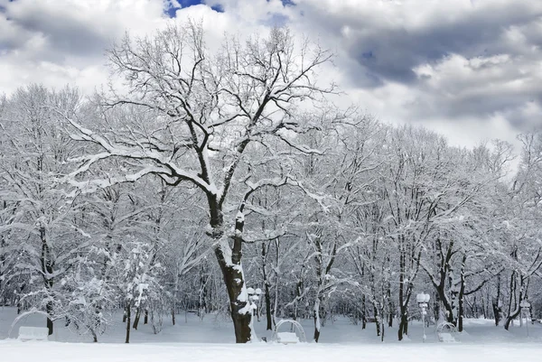 森の中の雪で覆われた冬の木 — ストック写真