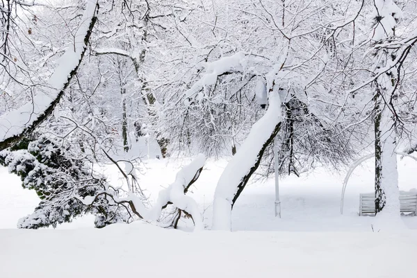 Winterbäume im Wald mit Schnee bedeckt — Stockfoto
