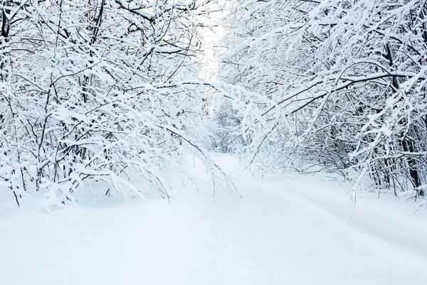Заснеженная дорога в зимнем лесу — стоковое фото