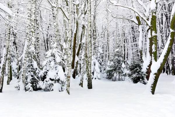 Árboles de invierno cubiertos de nieve en el bosque — Foto de Stock