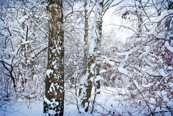 Winter trees covered with snow in the forest . — Stock Photo, Image