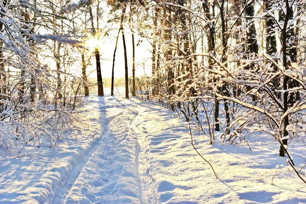 Solljus bland trädgrenar i snörik vinter skog. — Stockfoto