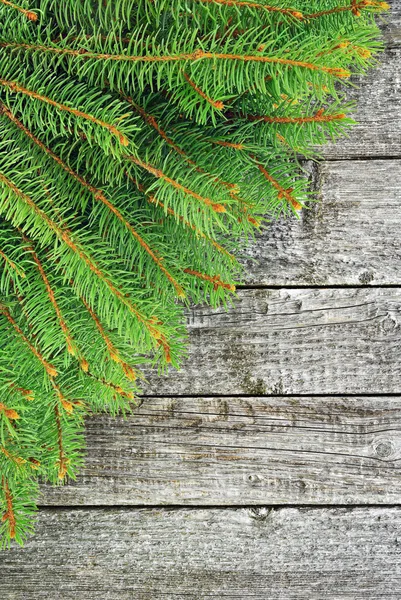 Green branches of spruce on the wooden background. — Stock Photo, Image