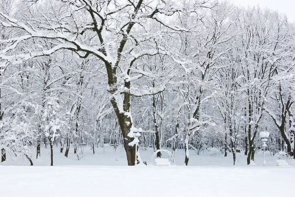 Winter bomen bedekt met sneeuw in het forest . — Stockfoto