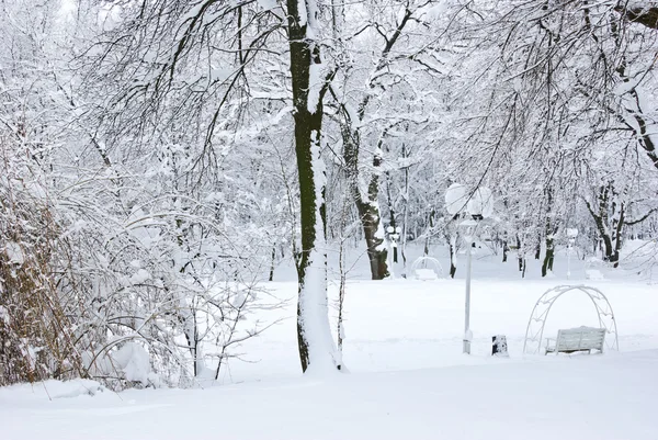Zimą drzewa pokryte śniegiem w lesie . — Zdjęcie stockowe