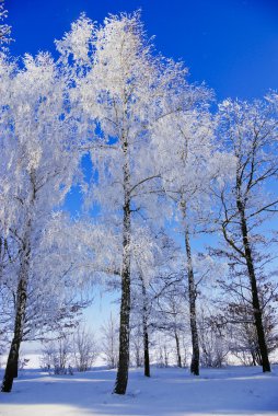 ağaç dalları ile hoarfrost kışın kapalı..