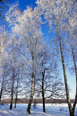 ağaç dalları ile hoarfrost kışın kapalı..