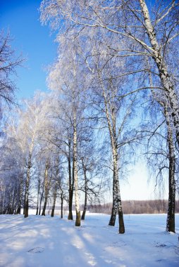 ağaç dalları ile hoarfrost kışın kapalı..