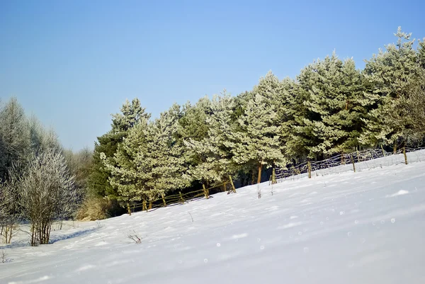 Trädgrenar täckta med rimfrost på vintern. — Stockfoto