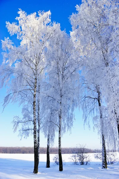 Äste im Winter mit Raureif bedeckt. — Stockfoto