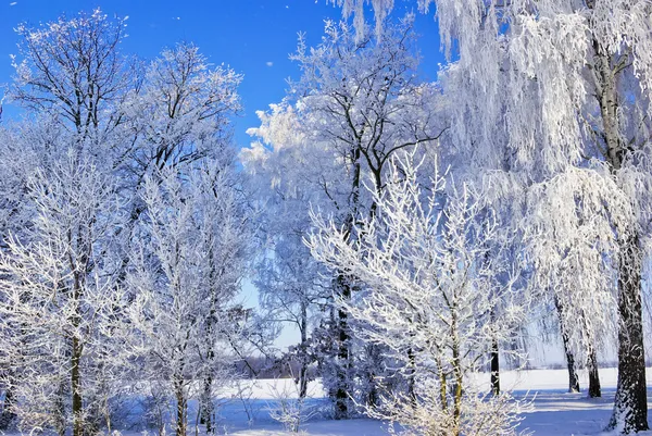 Trädgrenar täckta med rimfrost på vintern. — Stockfoto