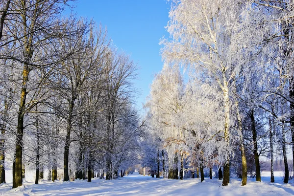 Boomtakken bedekt met rijm in de winter. — Stockfoto