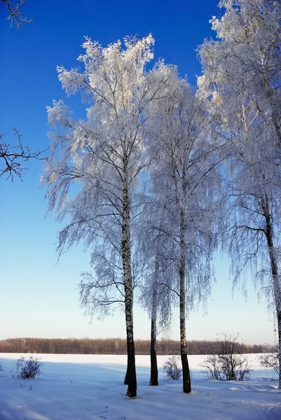 Äste im Winter mit Raureif bedeckt. — Stockfoto