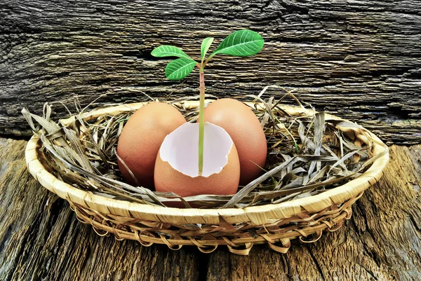 Uova, impianto all'interno dell'uovo, posto in un cesto sullo sfondo di legno — Foto Stock