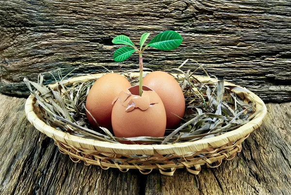 Eggs,plant inside the egg,placed in a basket on the wooden background — Stock Photo, Image