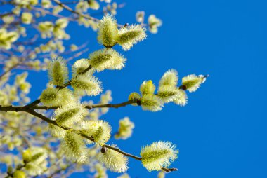 Pussy-willow branches against the blue sky clipart