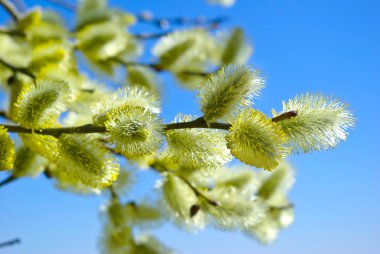 Pussy-willow branches against the blue sky clipart