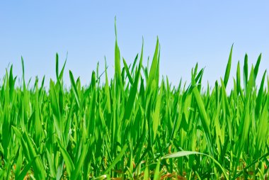 Yeşil çimenlerin üzerinde mavi gökyüzü arka plan