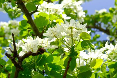 Mavi gökyüzü arka plan üzerine ormandaki ağaçların çiçek açması şubeleri